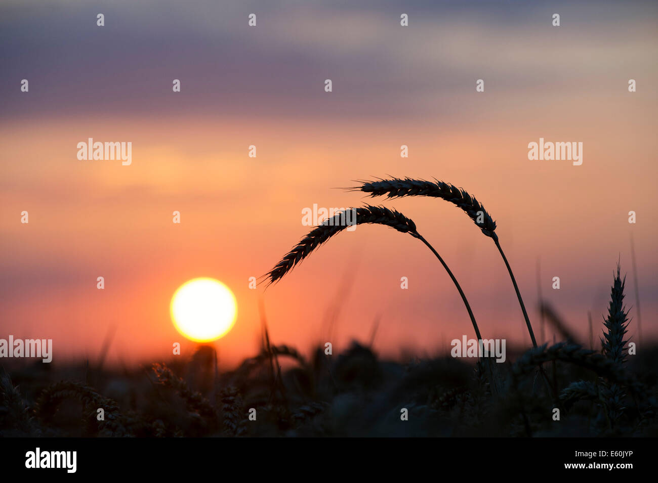 Silhouette Di Frumento All Alba Nella Campagna Inglese Foto Stock Alamy
