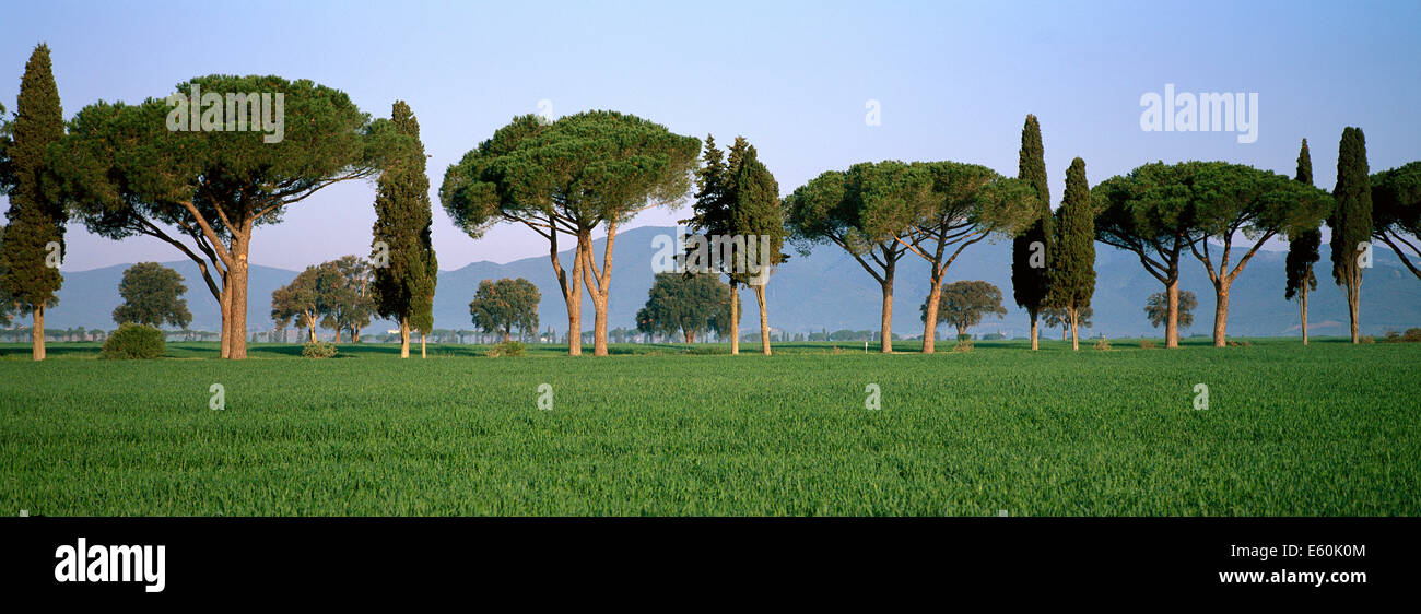 L'Italia, Toscana, Grosseto, provincia, paesaggio Foto Stock