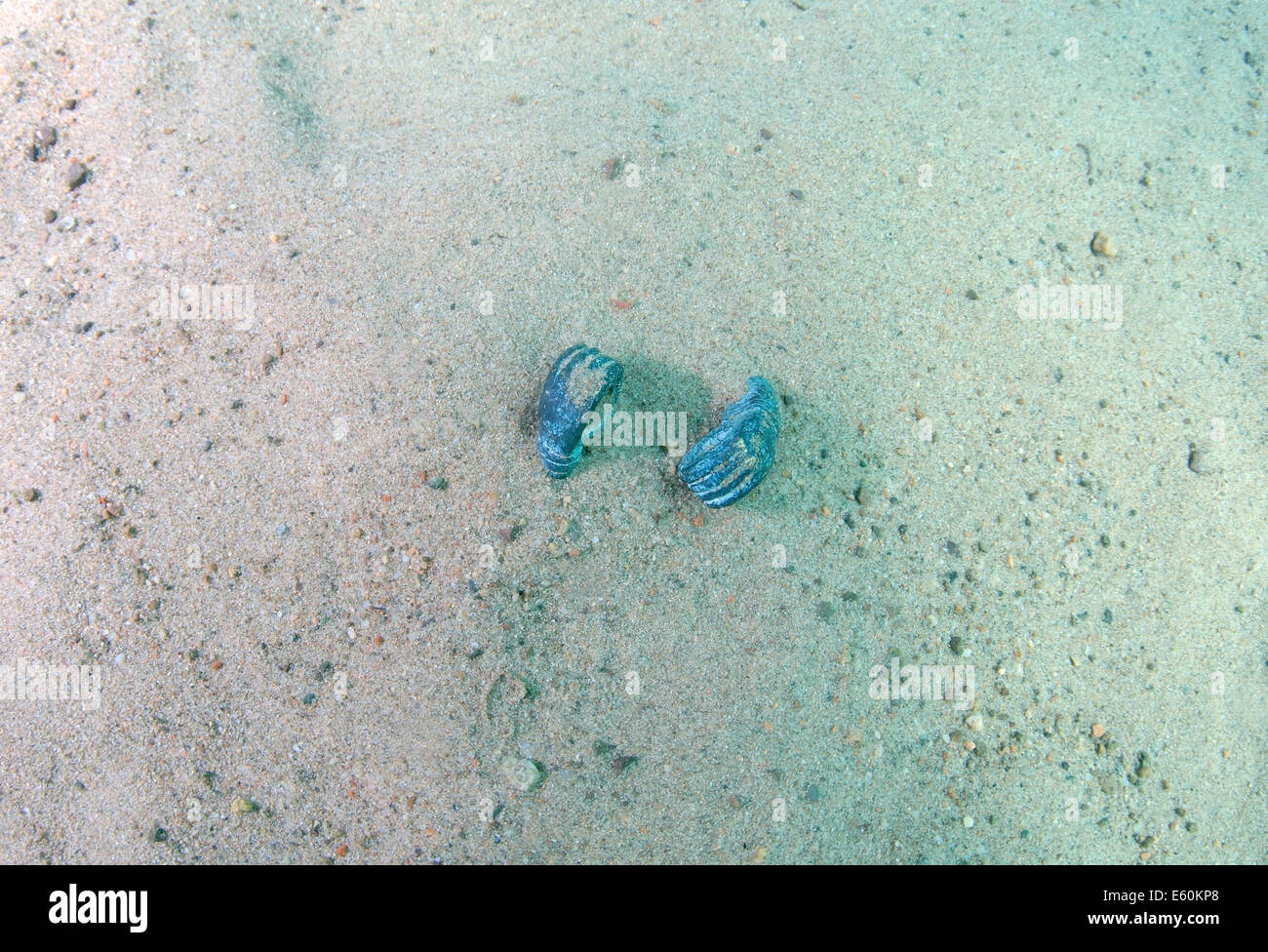 La scultura antica sul fondo del lago Baikal, Siberia, Russia, Eurasia Foto Stock