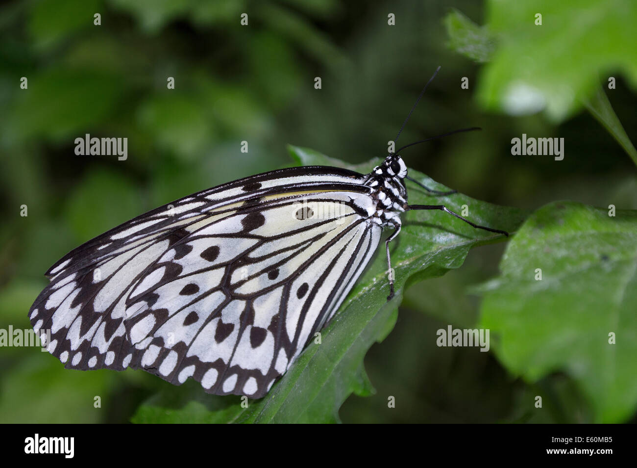 La carta di riso farfalla sulla pianta verde Foto Stock