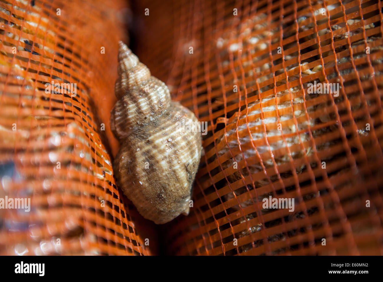 Buccini britannici Foto Stock