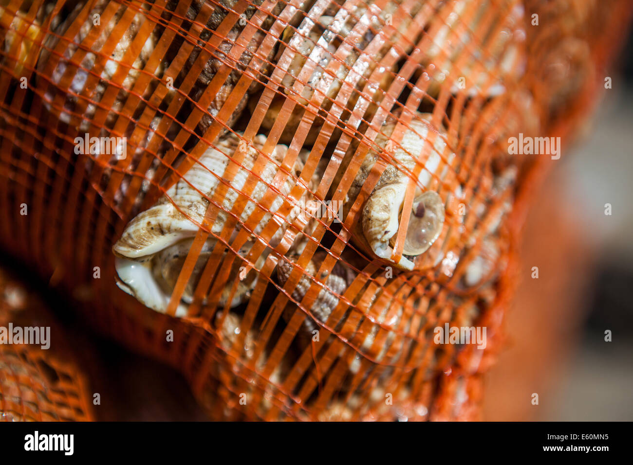 Buccini britannici Foto Stock