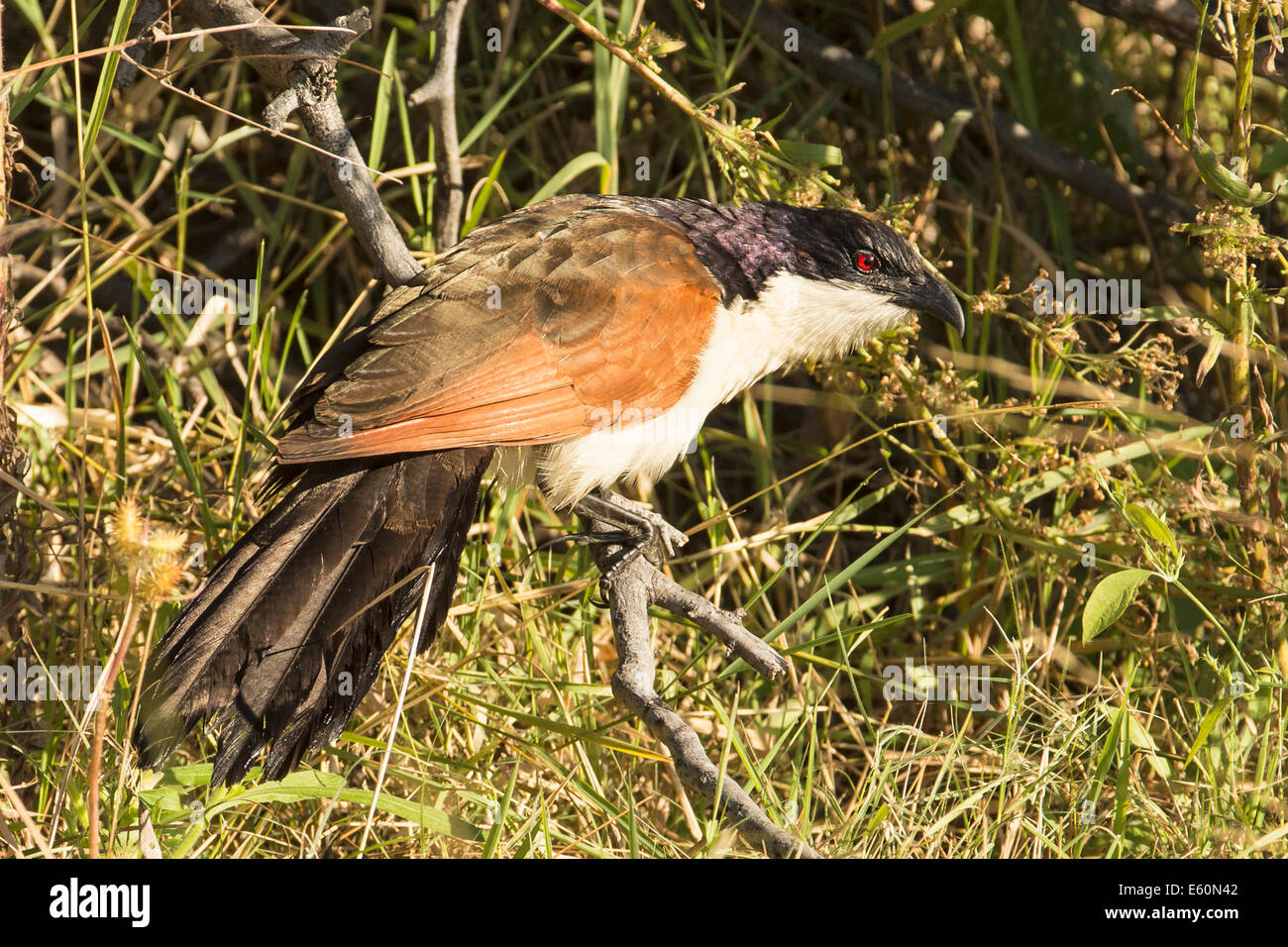 Ramati-tailed coucal Foto Stock