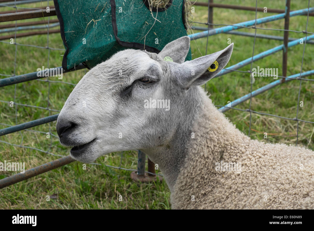 CLOSE-UP DI BLUEFACED LEICESTER OVINI IN PENNA A paese mostra agricola CHEPSTOW Wales UK Foto Stock