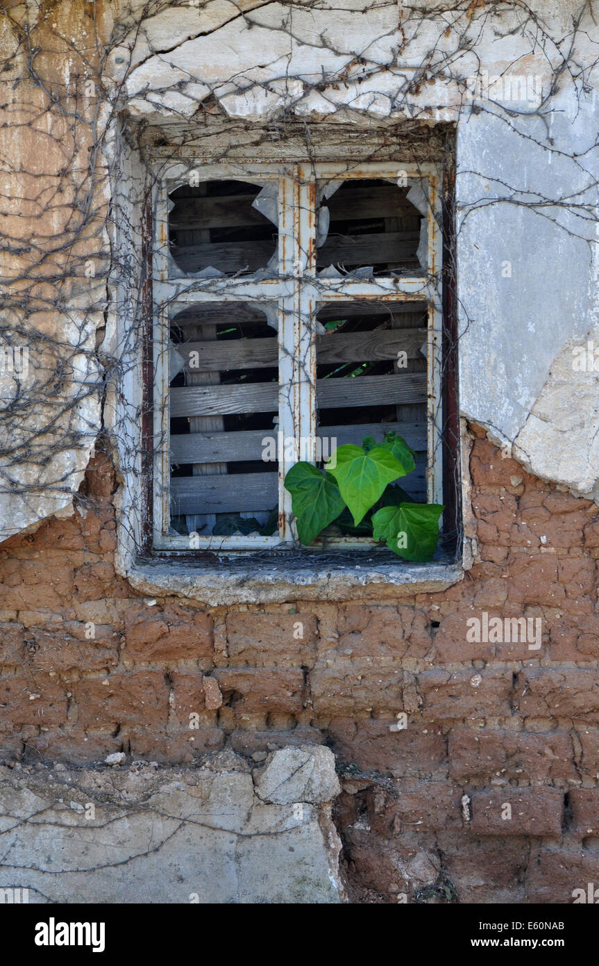 Verde foglie d'edera crescendo attraverso rotte rusty finestra di casa abbandonata. Textured sbriciolare la parete dello sfondo. Foto Stock