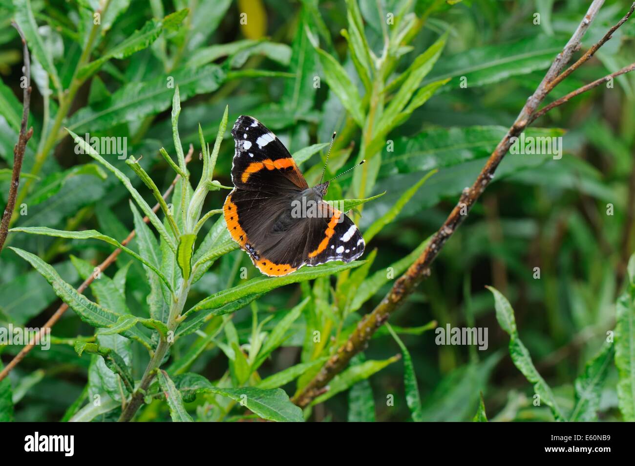 Una farfalla rossa dell'ammiraglio (Vanessa atalanta) aperta sulla vegetazione, Uista del sud, Ebridi Esterne, Scozia Foto Stock