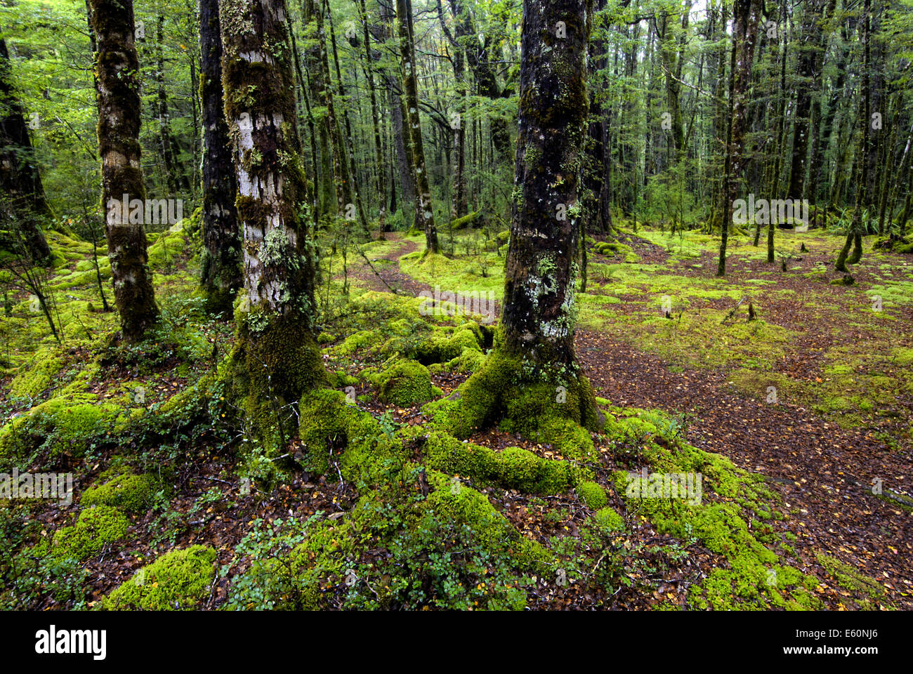 Moss alberi coperti, Parco Nazionale di Fiordland, Isola del Sud, Nuova Zelanda Foto Stock