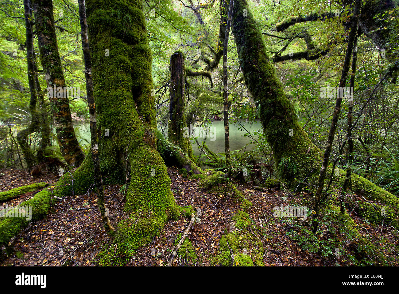 Moss alberi coperti, Parco Nazionale di Fiordland, Isola del Sud, Nuova Zelanda Foto Stock