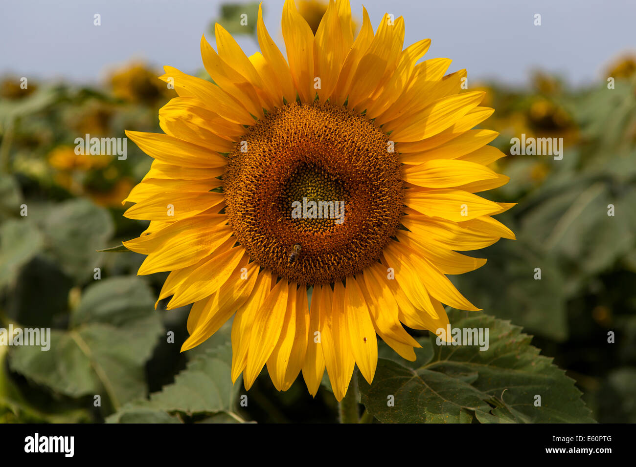 Campo di girasoli Foto Stock