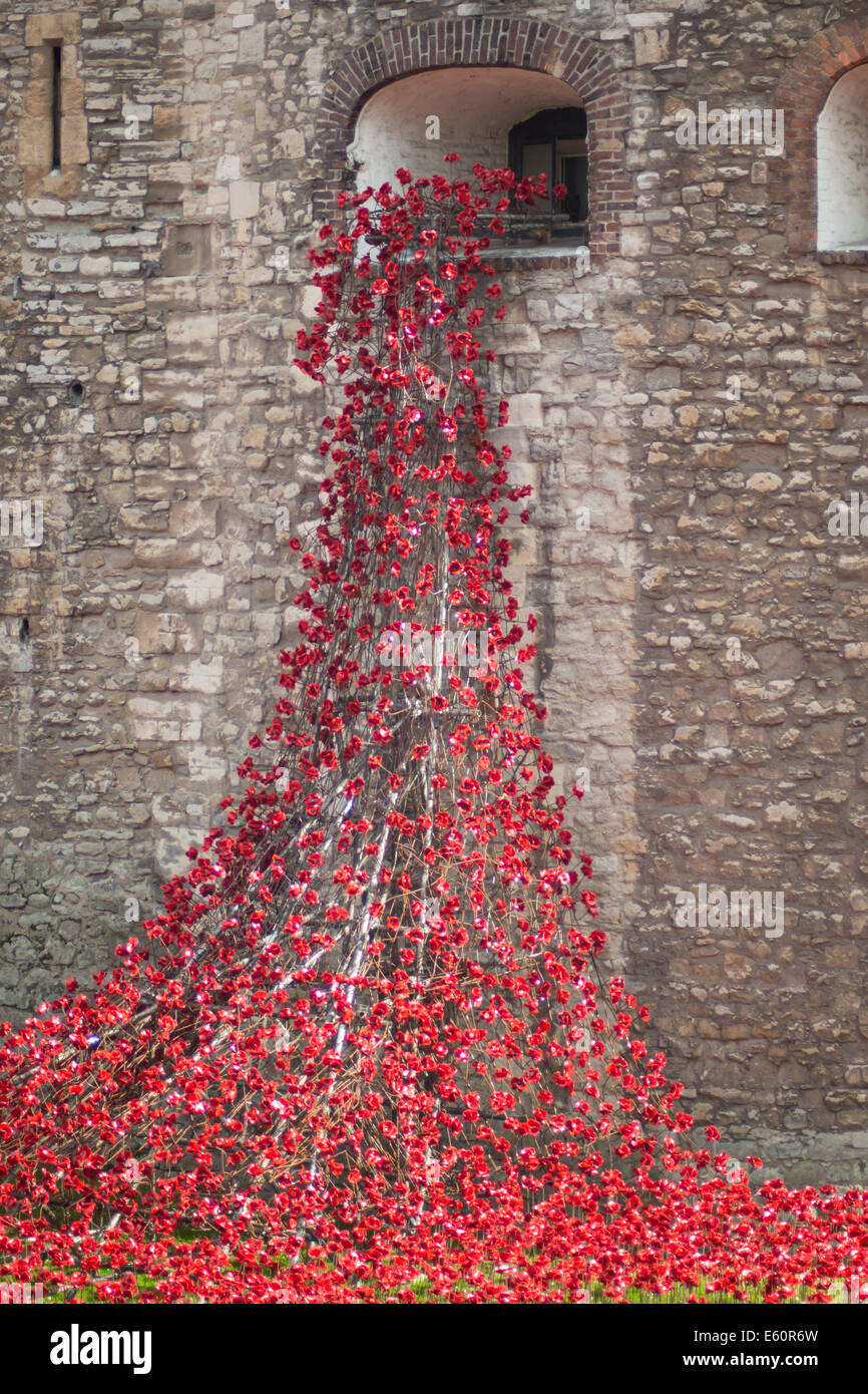 Papaveri che scorrono dalla 'finestra piangente' nella Torre di Il muro esterno di Londra Foto Stock