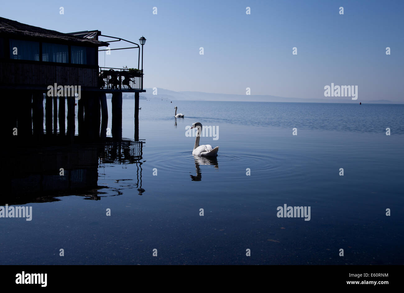 Swan sulla superficie dell'acqua Foto Stock