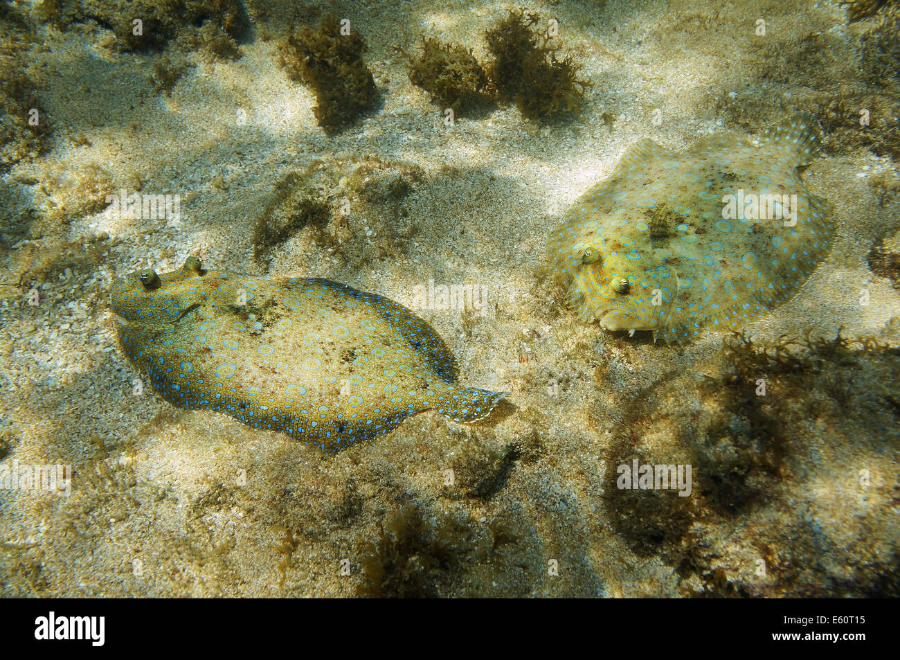 Paio di Pavone la passera pianuzza Pesce sul fondale mar dei Caraibi Foto Stock