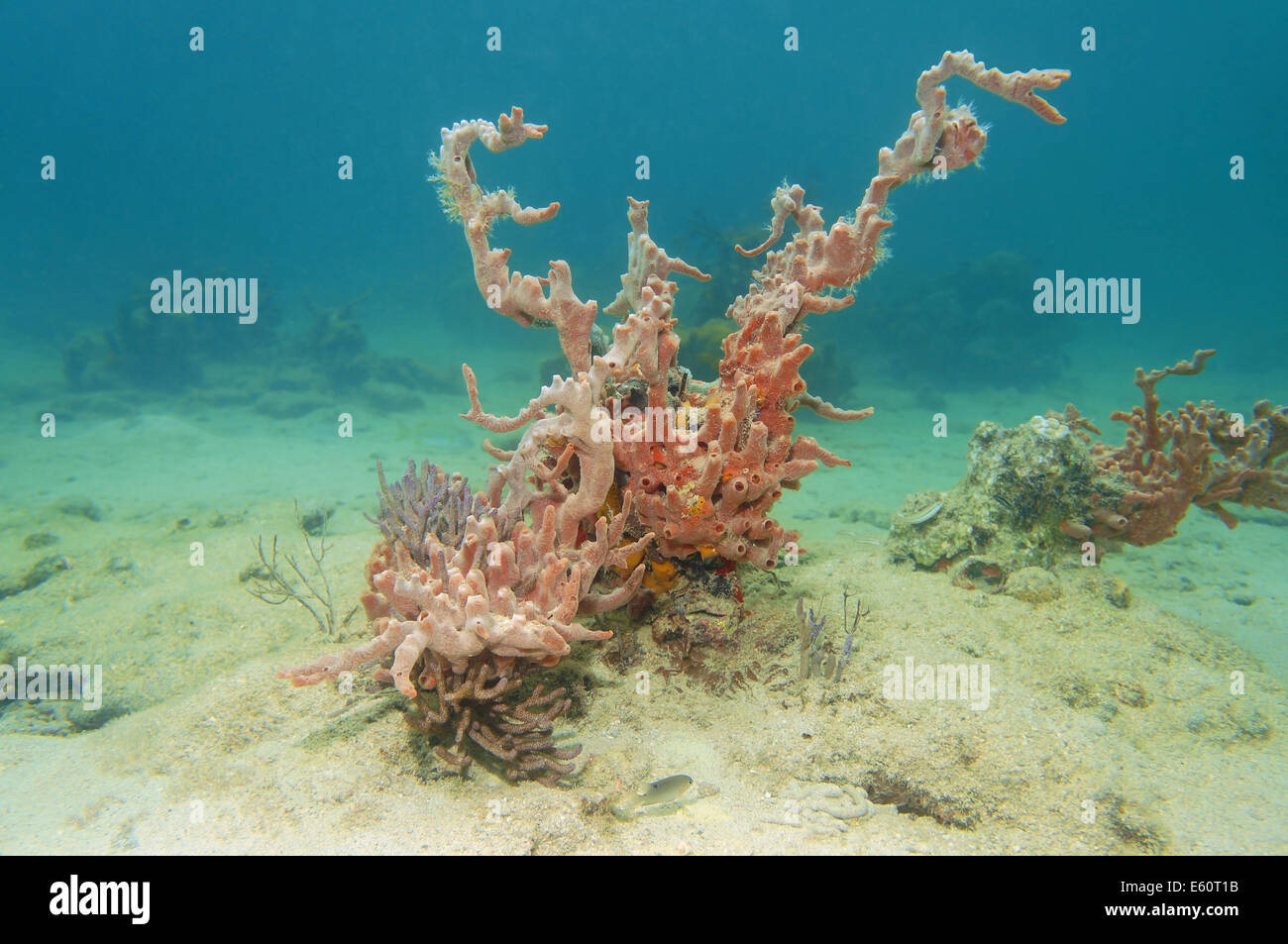 Grumoso overgrowing spugna Desmapsamma anchorata nel mar dei Caraibi Foto Stock