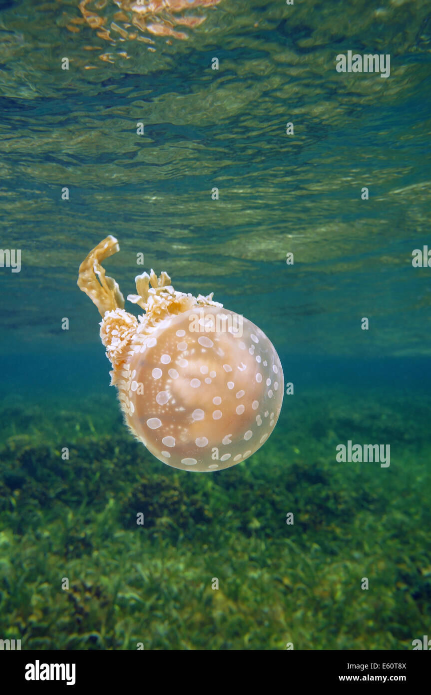 Avvistato jelly, Mastigias meduse, subacqueo vicino alla superficie, il mare dei Caraibi, Bocas del Toro, Panama Foto Stock