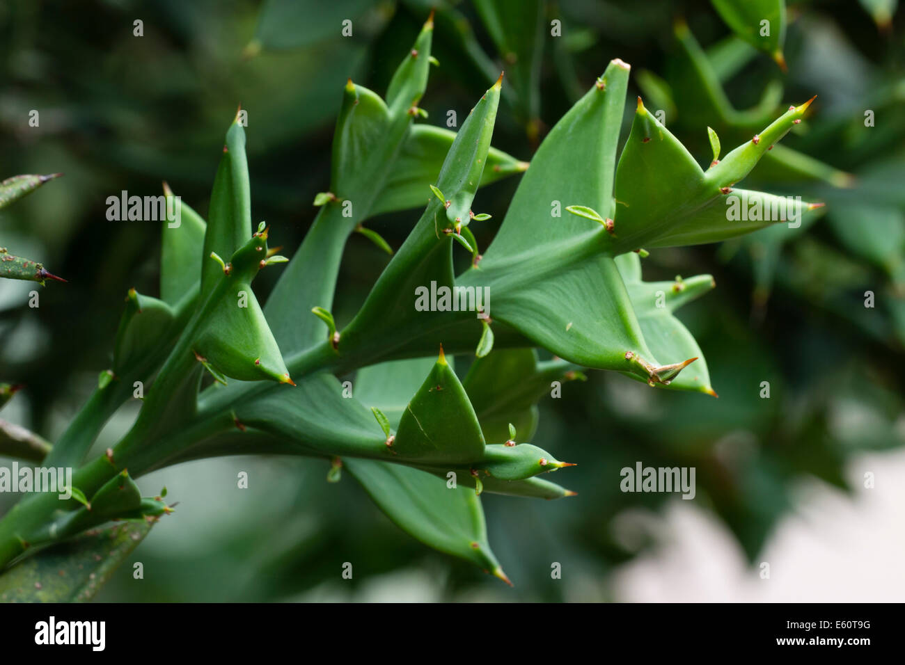 Viciously spined fogliame della arbusto sempreverde Colletia cruciata Foto Stock
