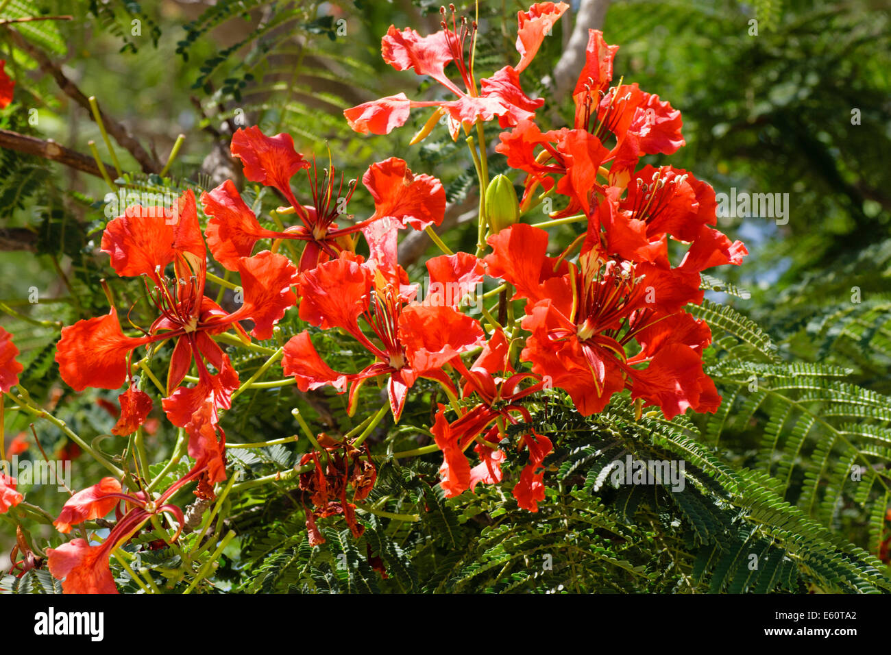 Close up dei fiori di sub-tropicali flame tree, Delonix regia Foto Stock