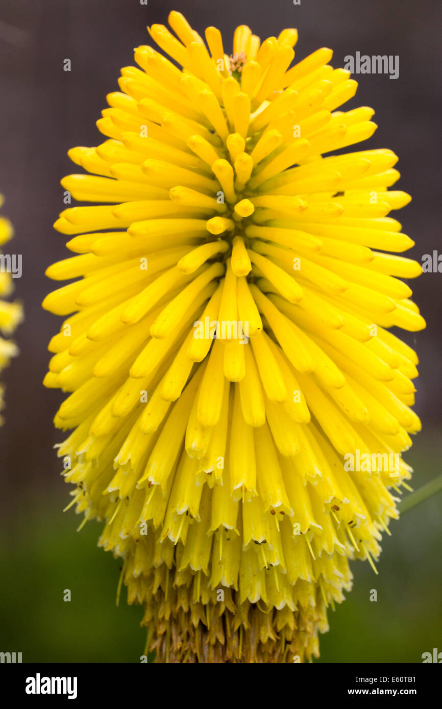 Unico fiore spike di Kniphofia "Victoria" Foto Stock