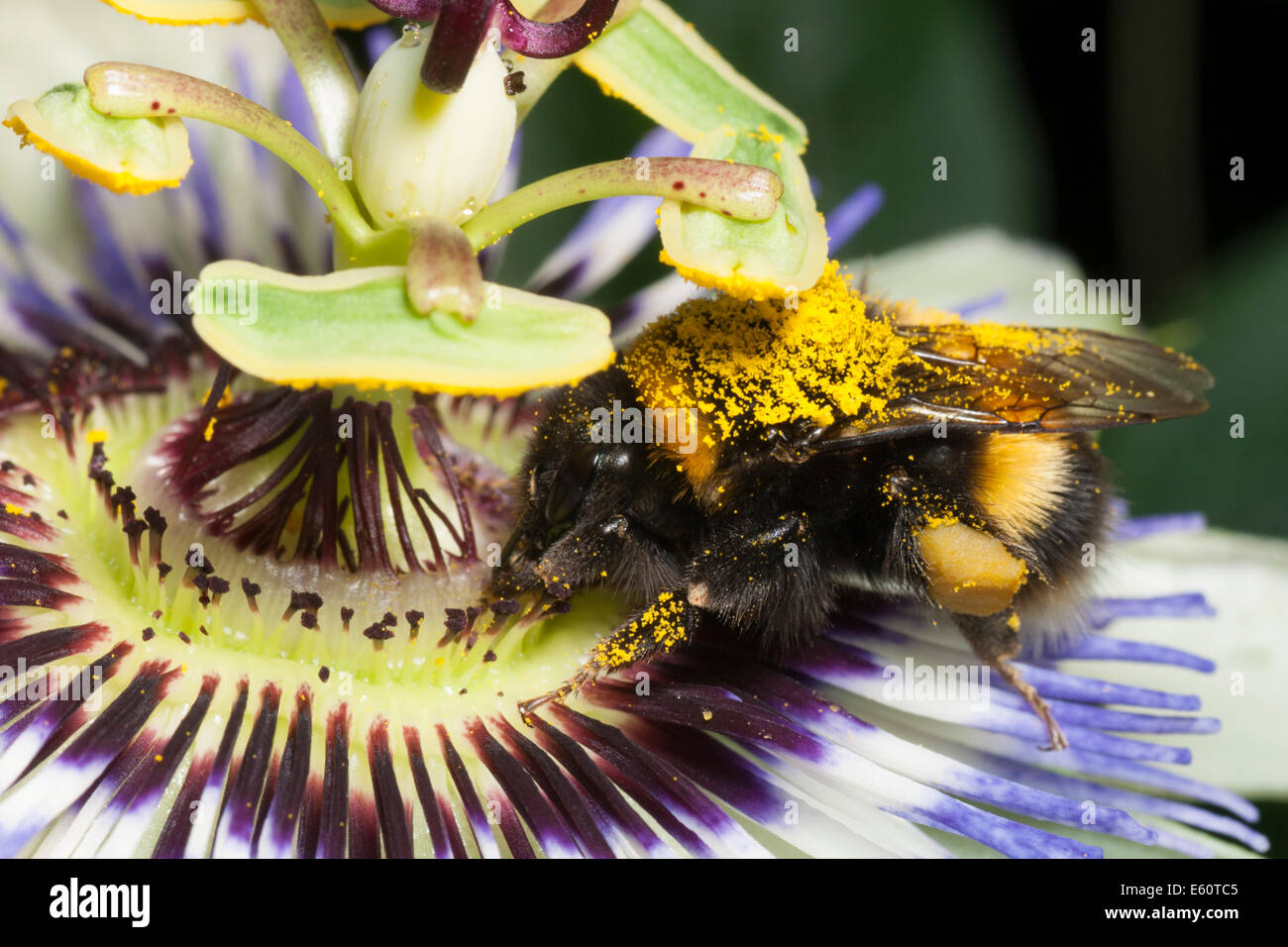 Il polline coperto Giardino bumblebee, Bombus hortorum, alimentando su hardy fiore della passione, Passiflora caerulea Foto Stock