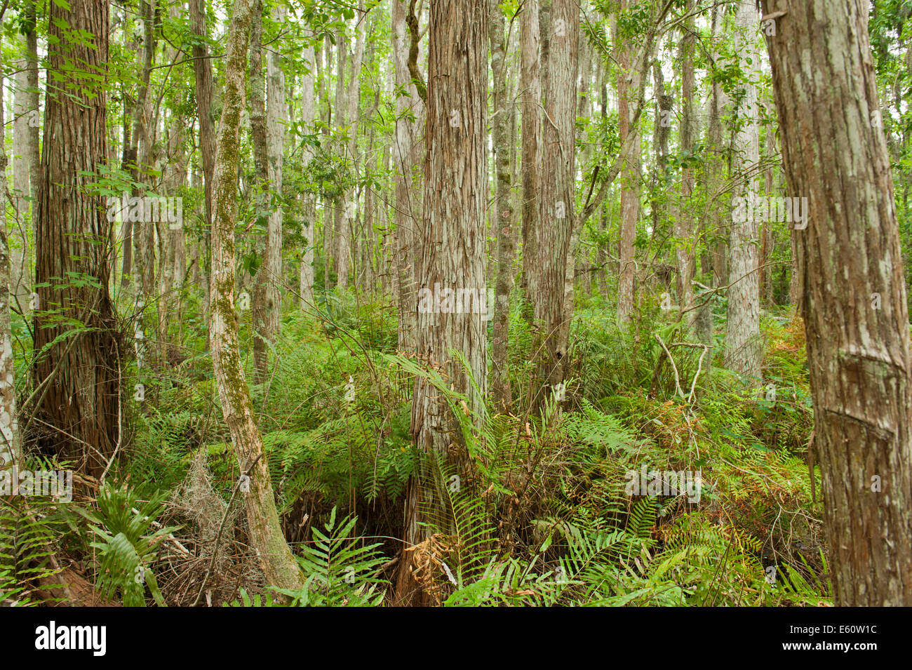 Cipressi dal Boardwalk Gatorland Florida USA Foto Stock