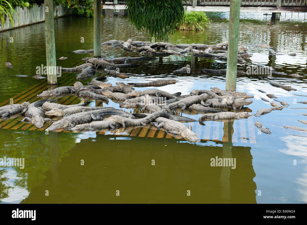 Florida alligatori a Gatorland Orlando Florida USA Foto Stock