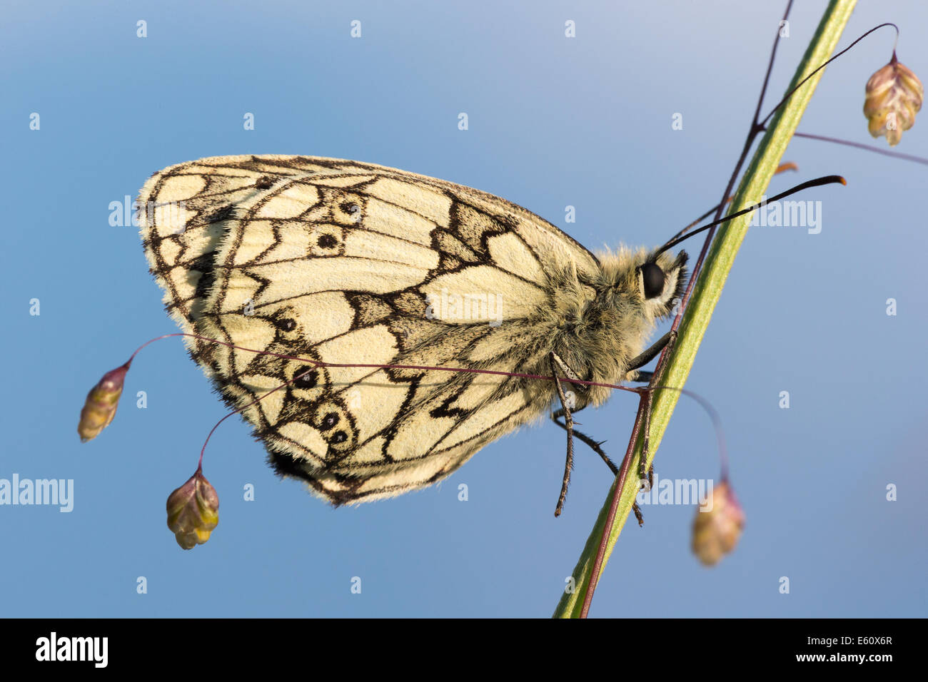 Appena emerso in marmo bianco (butterfly Melanargia galathea), si crogiola nel tardo pomeriggio di sole sulla collina di Collard in Somerset Foto Stock