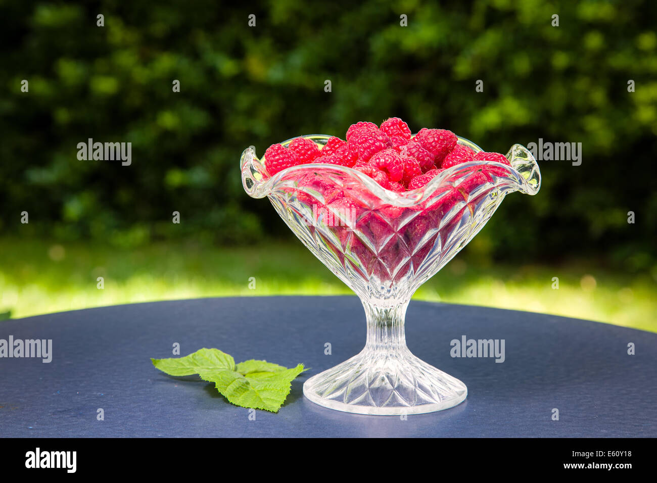 Fragranti lamponi direttamente dal giardino di casa Foto Stock