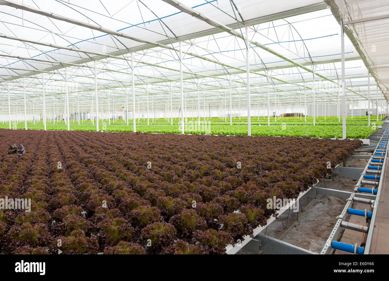 La lattuga automatizzato e moderne serre Foto Stock
