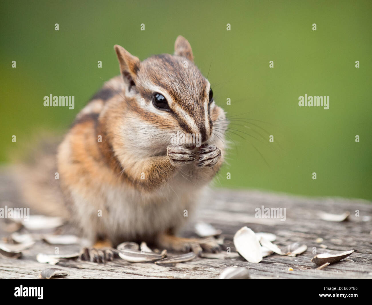 Un simpatico almeno Scoiattolo striado (Tamias minimus) con chubby guance. Edmonton, Alberta, Canada. Foto Stock