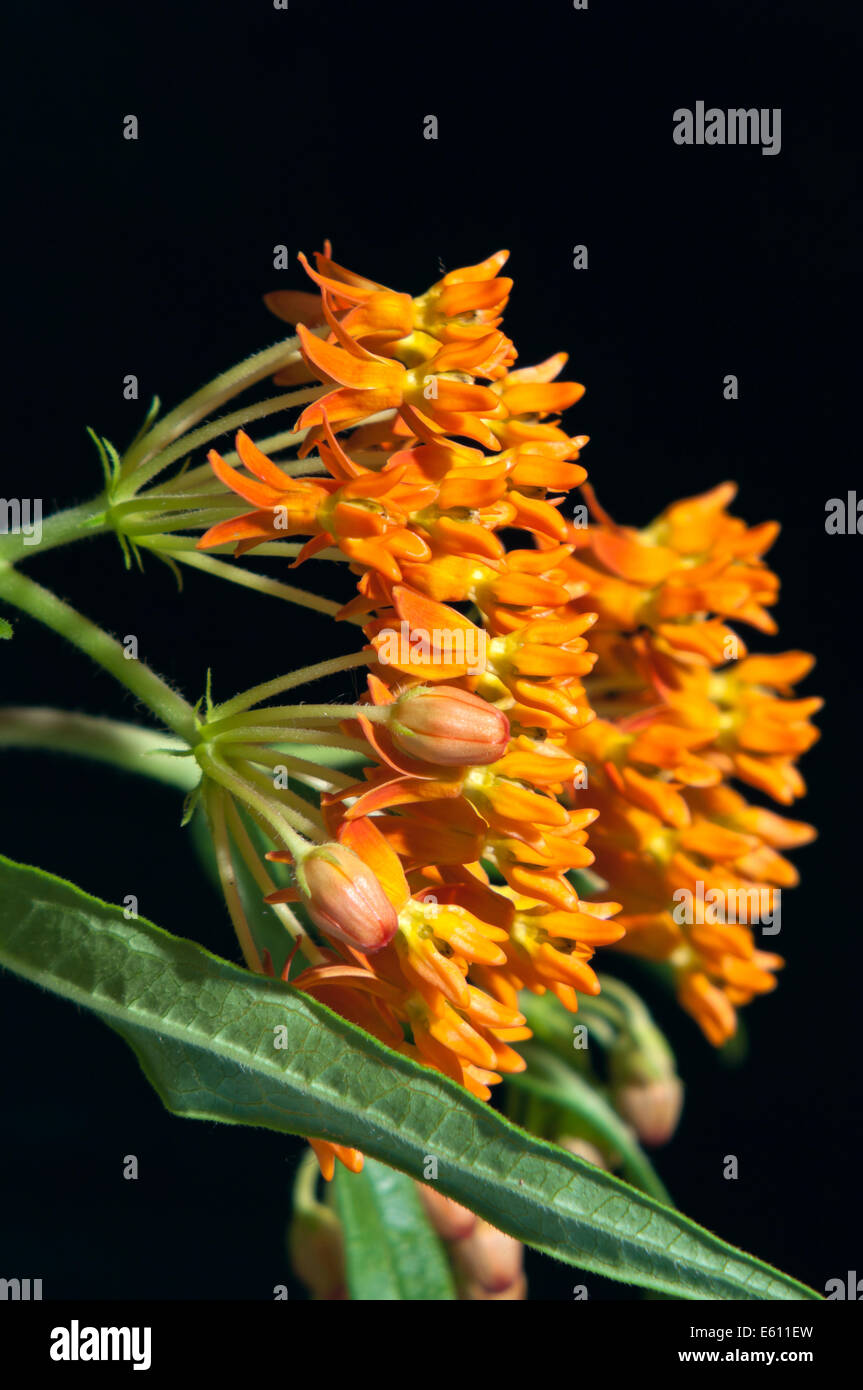 Butterfly Milkweed o Asclepias tuberosa blumi e gemme da vicino Foto Stock