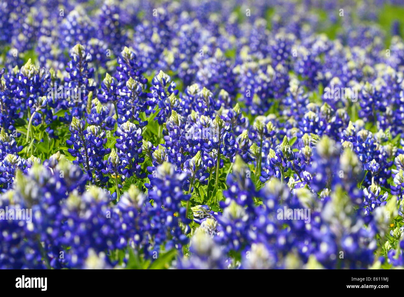 Un campo pieno di Texas Bluebonnet (Lupinus texensis) nel paese collinare area del Texas, Stati Uniti d'America. Foto Stock