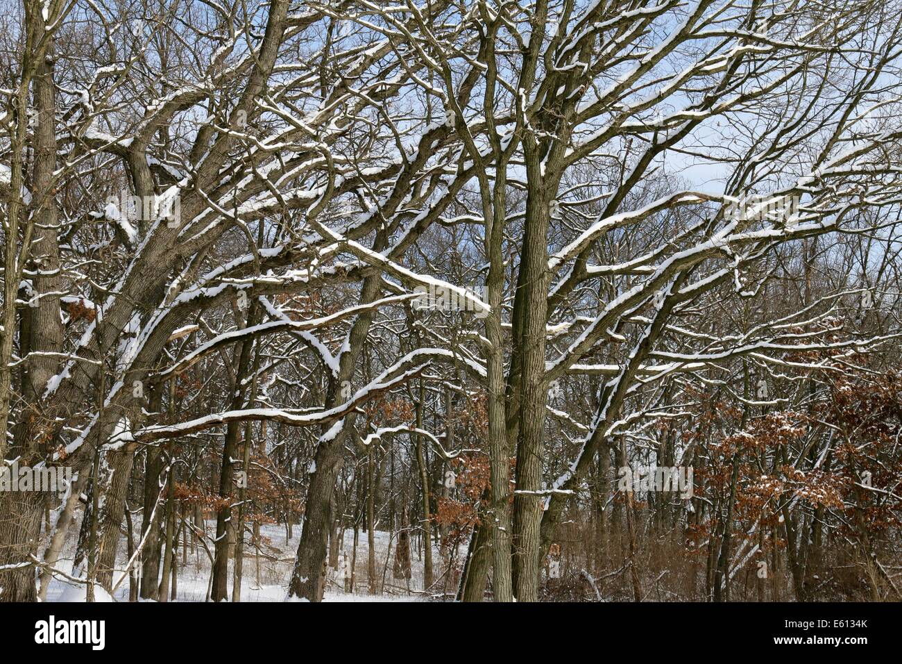 Coperta di neve alberi. Vicolo del paese di boschi Cook County Illinois. Foto Stock