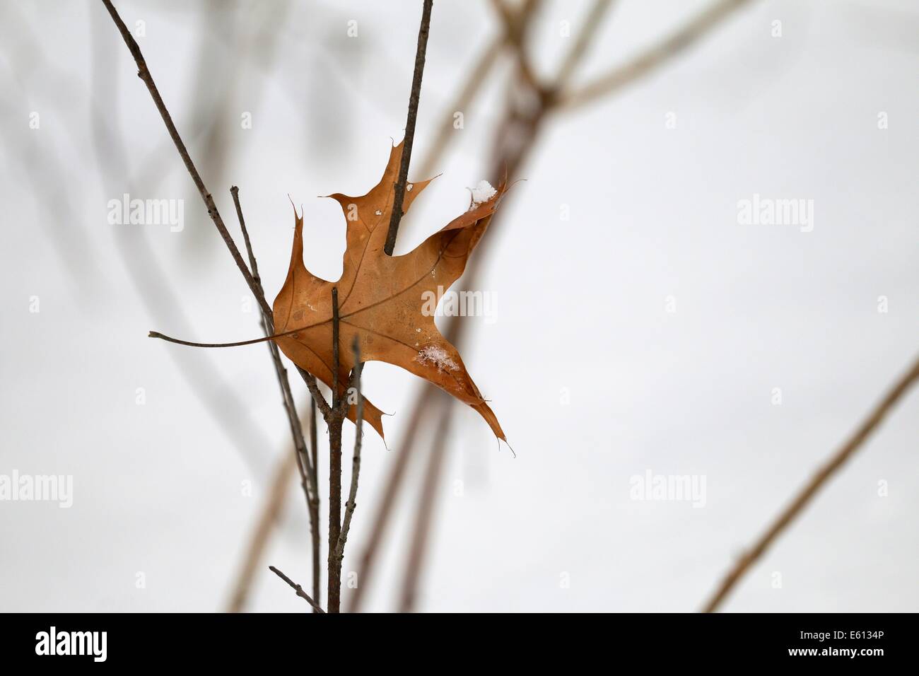 Foglie di quercia catturato sul ramo. Vicolo del paese di boschi Cook County Illinois. Foto Stock