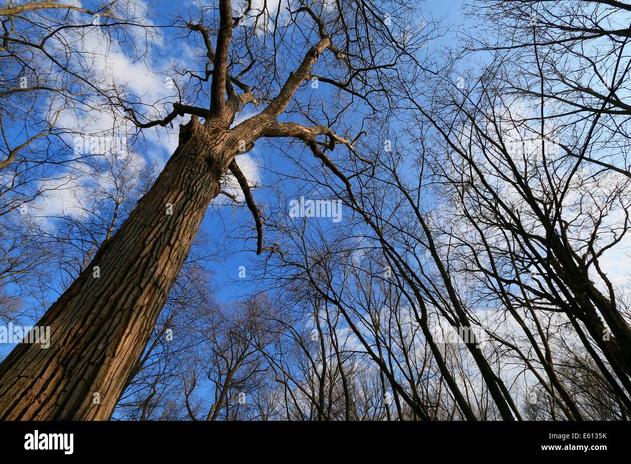 Grandi pioppi neri americani orientale tree. La Thatcher boschi Forest Preserve. Cook County, Illinois Foto Stock