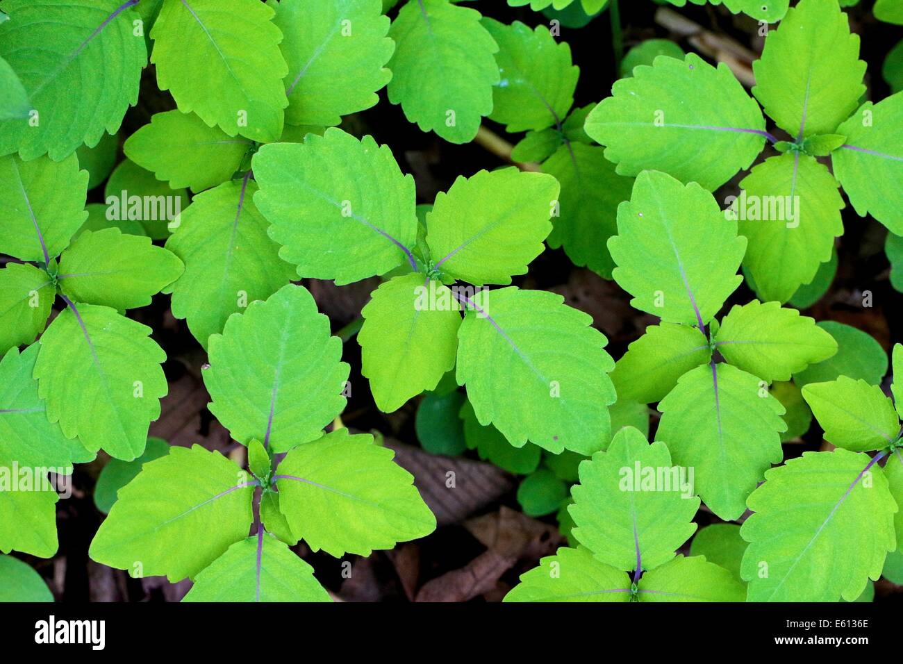 Jewelweed piantine in primavera. Cook County, Illinois. Foto Stock