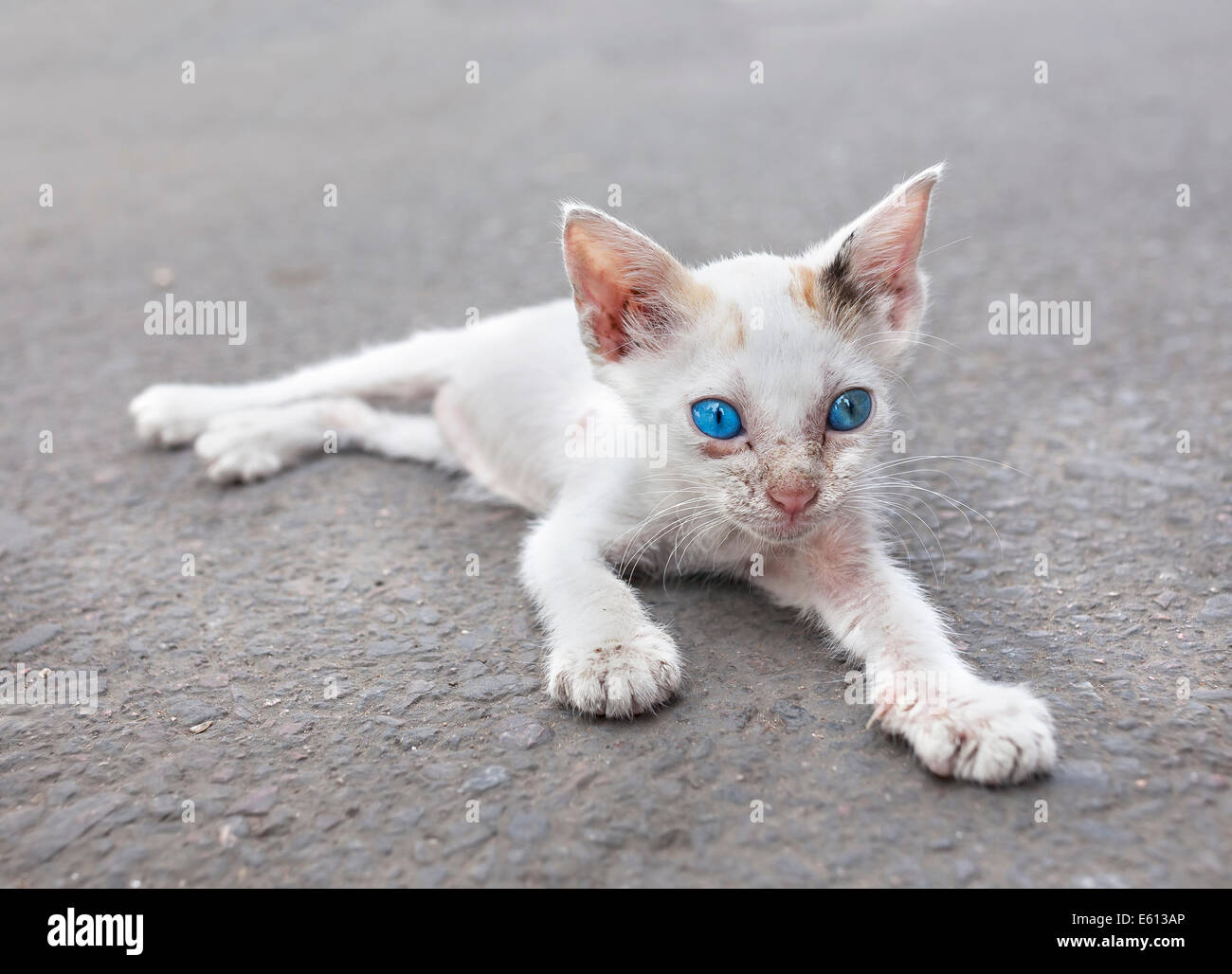 Giovani gatto bianco con gli occhi blu sulla strada. Foto Stock