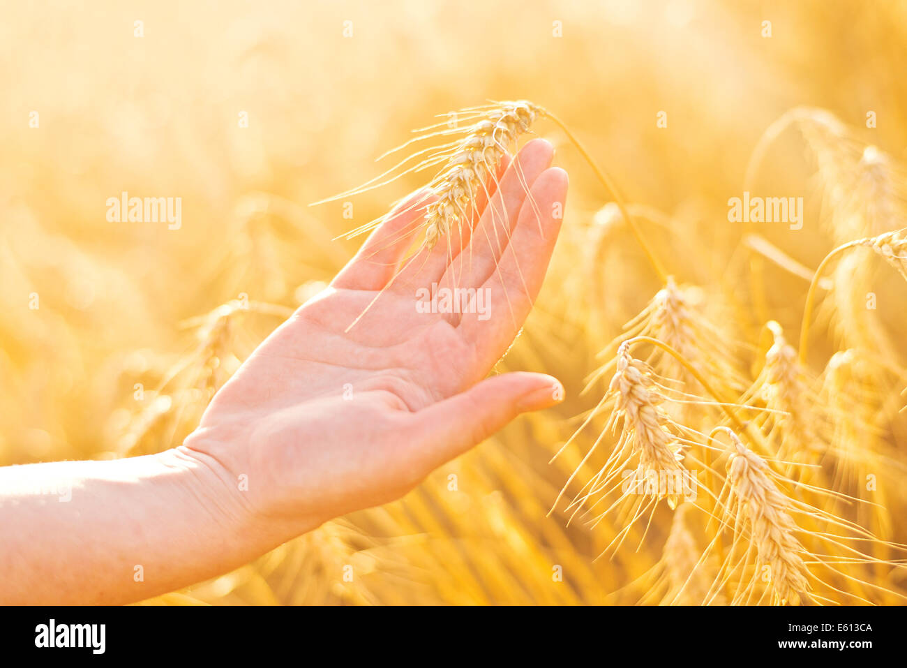 Femmina in mano coltivata agricola campo di grano. Crop Protection concept. Foto Stock