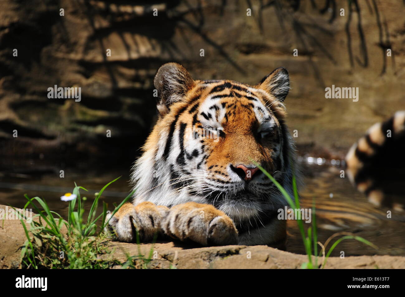 Yong femmina tigre siberiana è felice in acqua in una giornata di caldo estivo Foto Stock