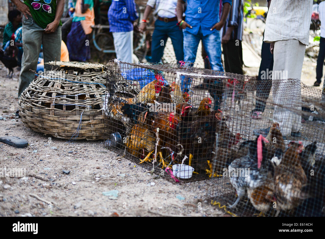 AHMEDABAD, Gujarat/INDIA - Domenica 10 agosto 2014 : le galline sono tenute in stretta gabbia nel mercato aperto, GujariBazaar in Ahmedabad. GujariBazaar è di 600 anni vecchio mercato di divertente raccolta di mobili antichi, utensili domestici, di seconda mano attrezzature informatiche, antichi metalware, vestiti, libri, e animali. Foto Stock
