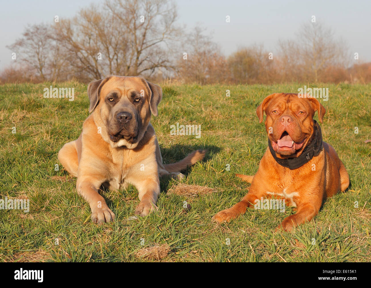 Dogue de Bordeaux o Bordeaux Mastiff e un Cane Corso Italiano sdraiati su un prato Foto Stock