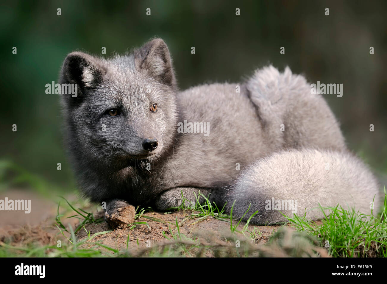 La volpe polare artico o volpe (Vulpes vulpes lagopus, Alopex lagopus), estate coat, captive, Germania Foto Stock