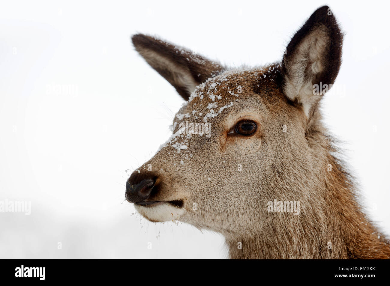 Il cervo (Cervus elaphus), hind in inverno, ritratto, captive, Nord Reno-Westfalia, Germania Foto Stock