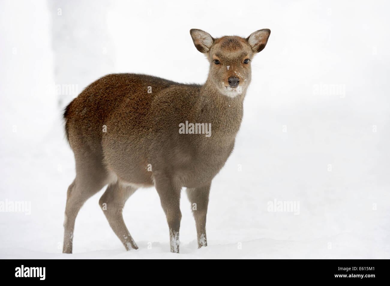 Cervi Sika, macchiato di cervo o giapponese cervo (Cervus nippon NIPPON), femmina in inverno, nativo Giappone, Renania settentrionale-Vestfalia Foto Stock