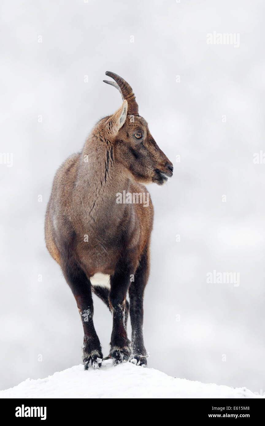 Stambecco delle Alpi (Capra ibex), femmina in inverno, Germania Foto Stock