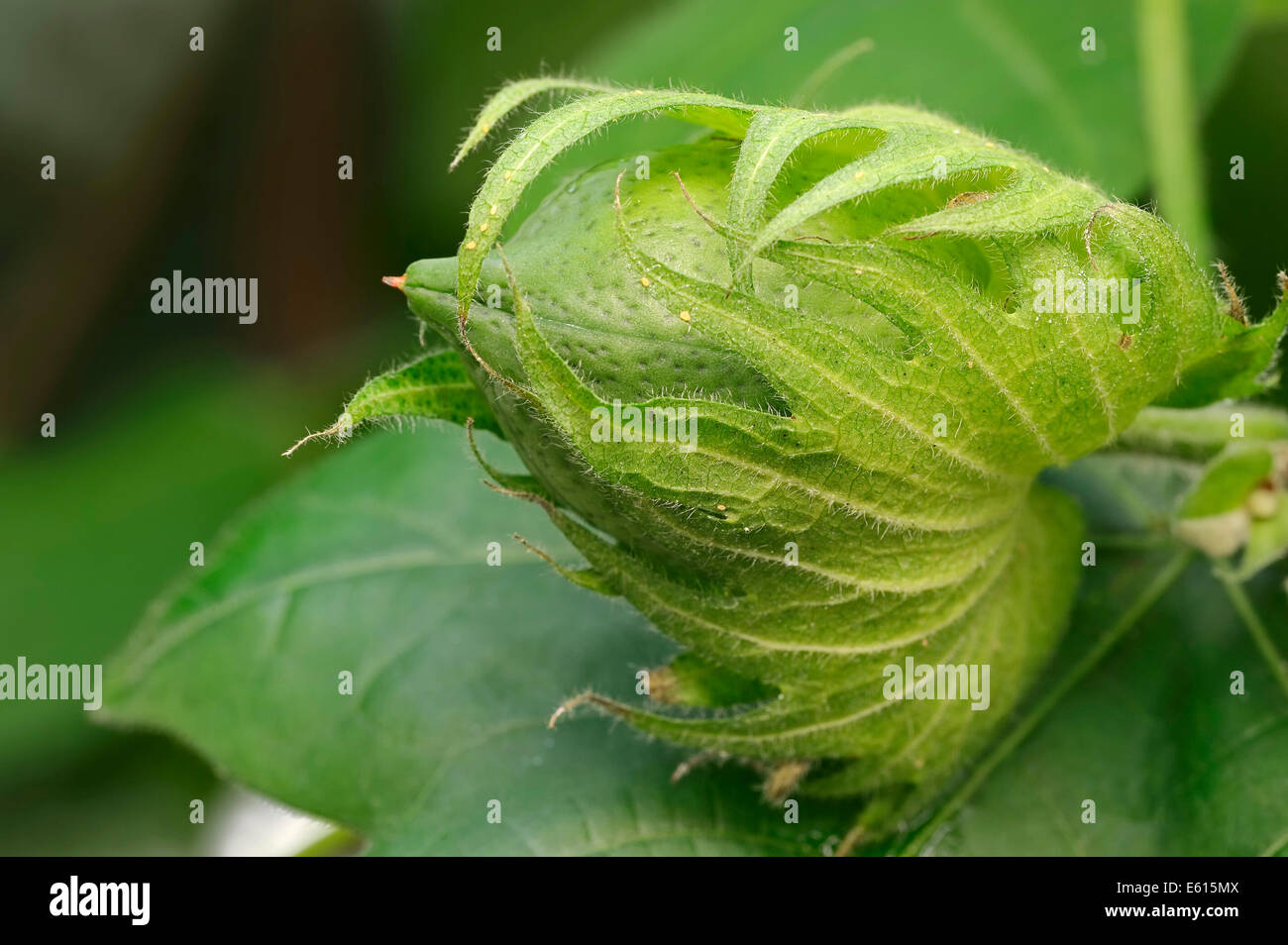 Levant cotone (Gossypium herbaceum), frutta, nativo di Asia sud-ovest Foto Stock