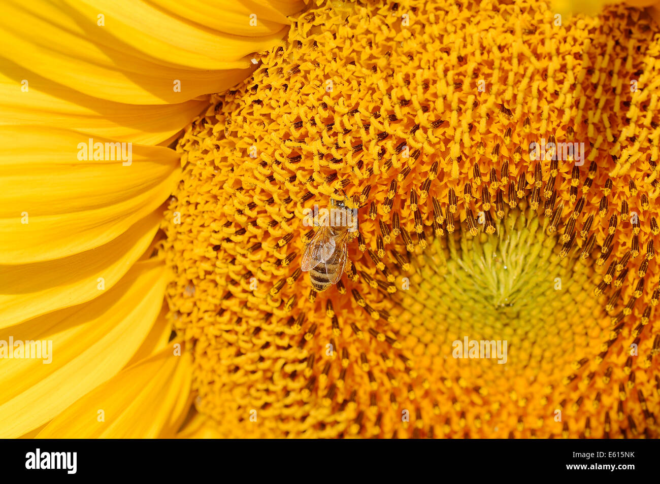 Girasole (Helianthus annuus) fiore dettaglio con un miele delle api (Apis mellifera), Nord Reno-Westfalia, Germania Foto Stock