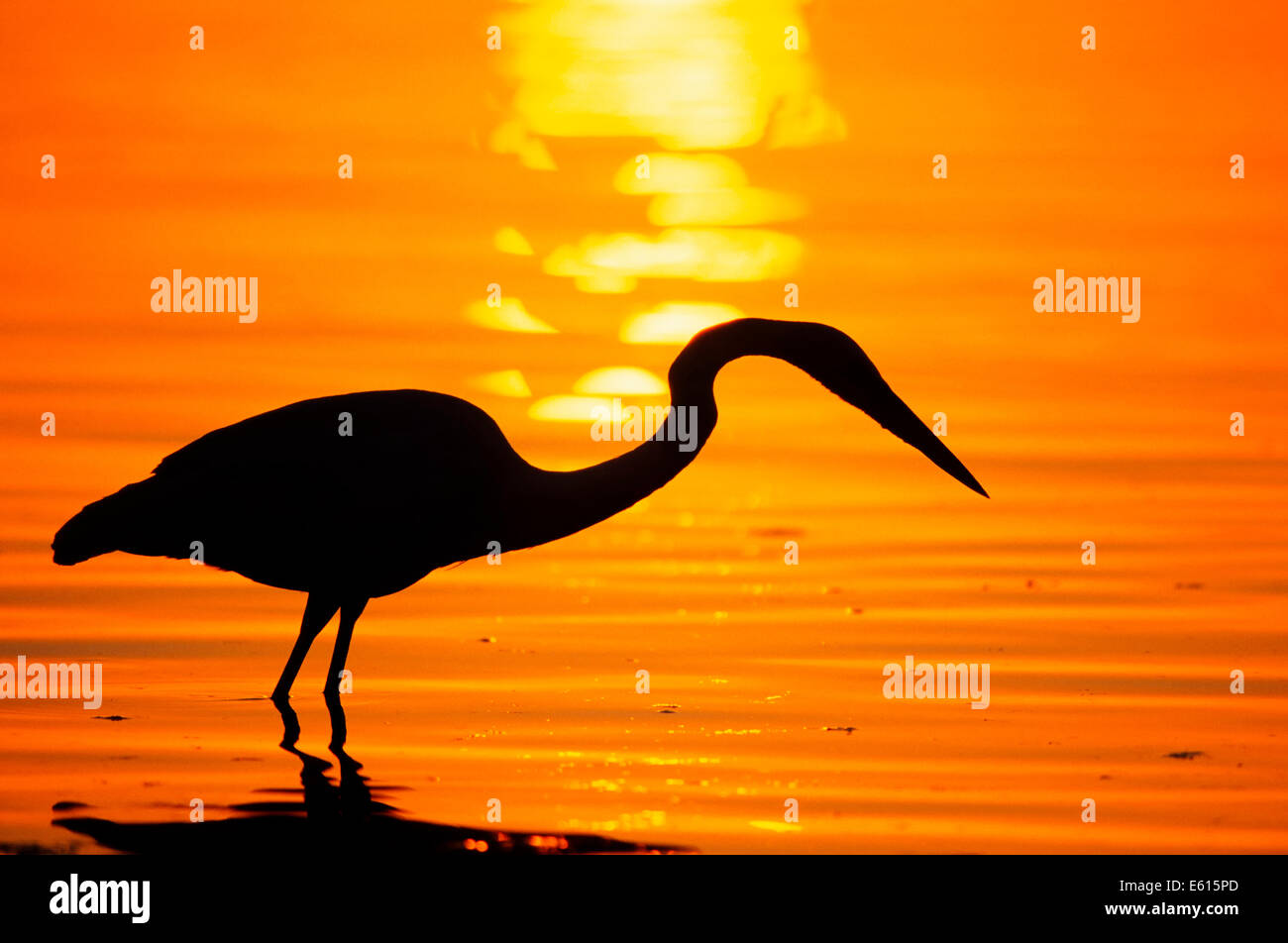 Airone blu (Ardea erodiade) al tramonto, Everglades National Park, Florida, Stati Uniti Foto Stock