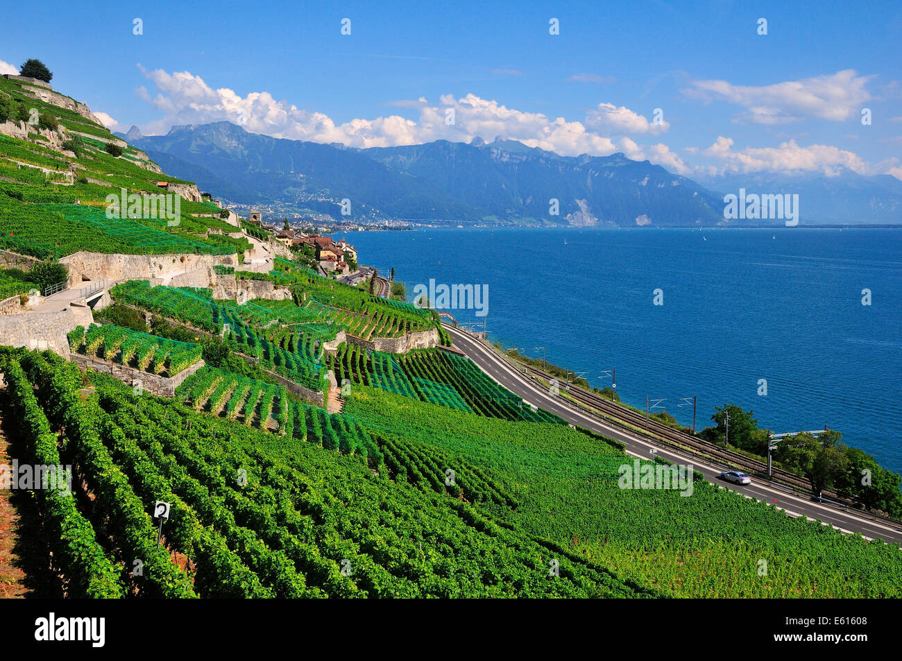 Vista sui vigneti e sul Lago di Ginevra in direzione di Losanna, Saint-Saphorin, Lavaux, Canton Vaud, Svizzera Foto Stock