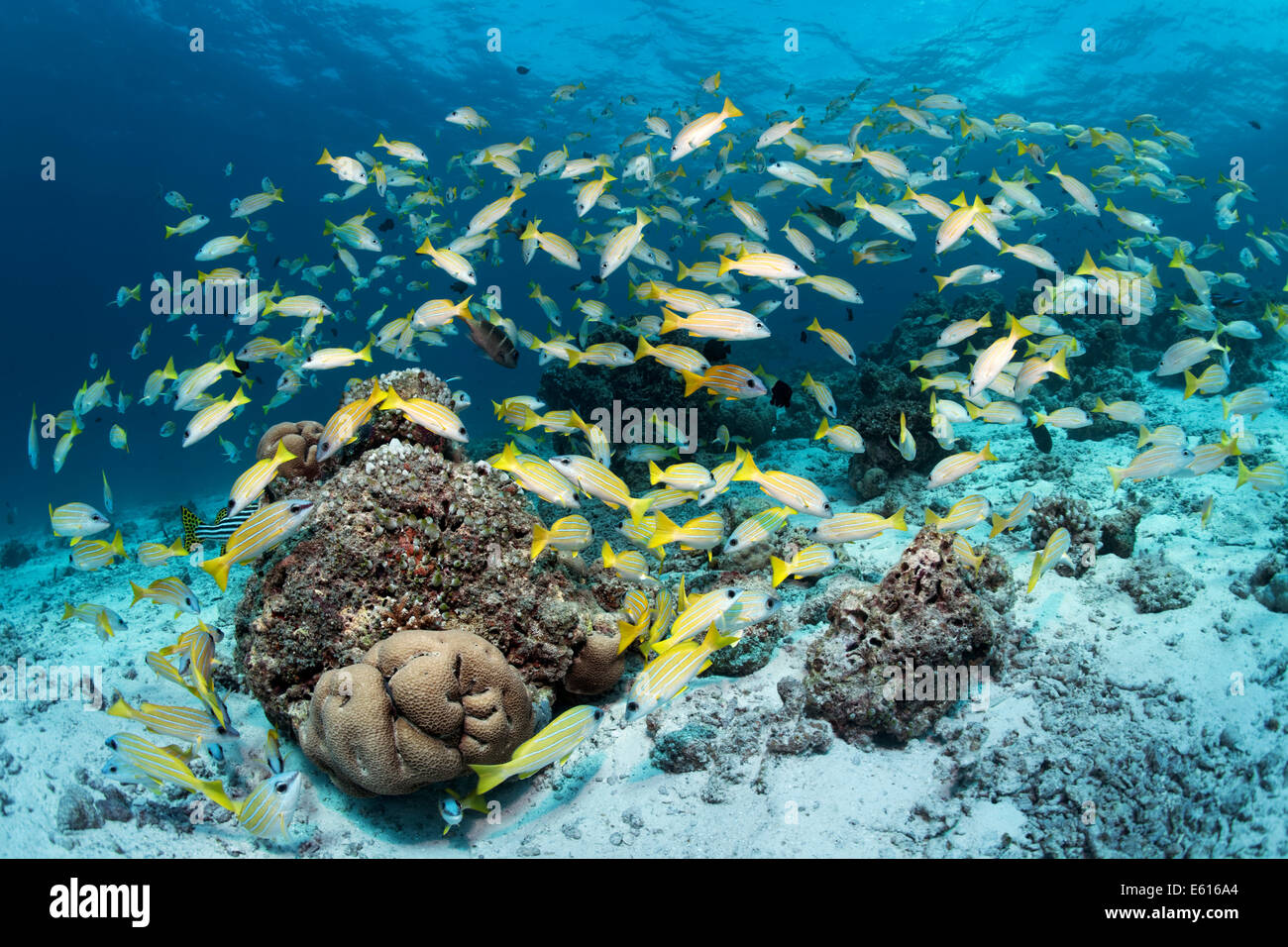 Bluestripe Snapper (Lutjanus kasmira), uno sciame di una barriera corallina, Lhaviyani Atoll, Oceano Indiano, Maldive Foto Stock