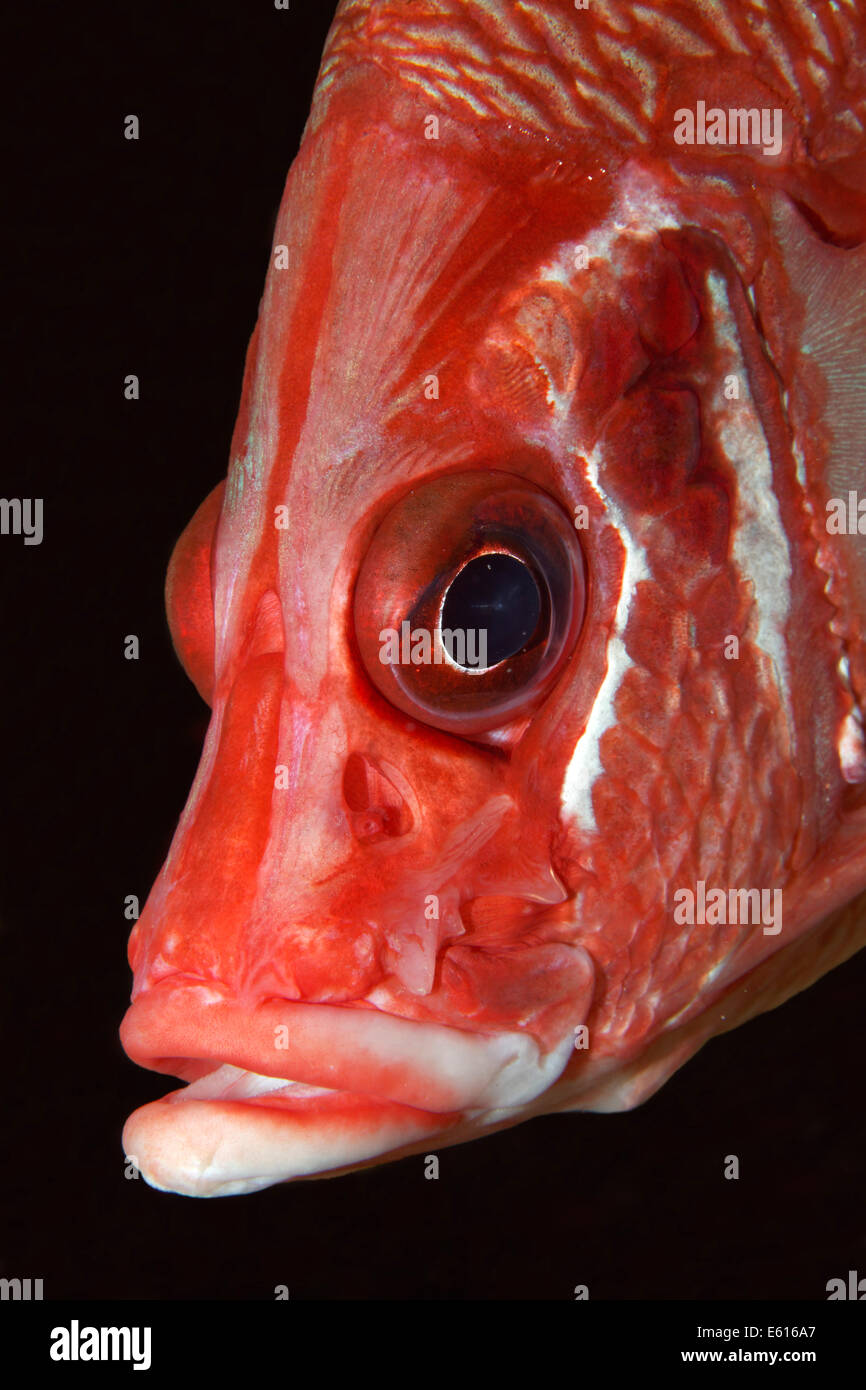 Sabre-Squirrelfish, Giant Squirrelfish o Squirrelfish spinosa (Sargocentron spiniferum), Lhaviyani Atoll, Oceano Indiano, Maldive Foto Stock