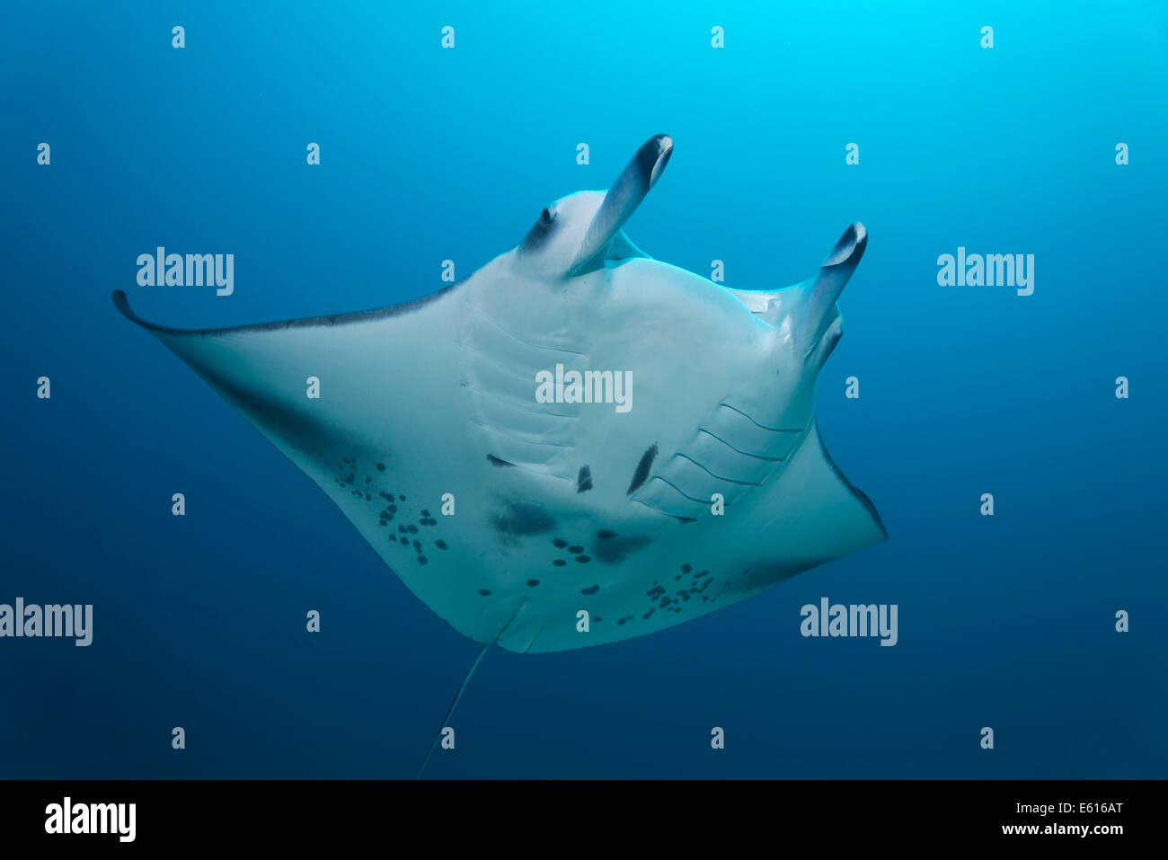 Giant Manta Ray (Manta birostris) in mare aperto, Lhaviyani Atoll, Oceano Indiano, Maldive Foto Stock